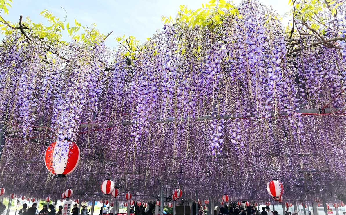 中山大藤まつり