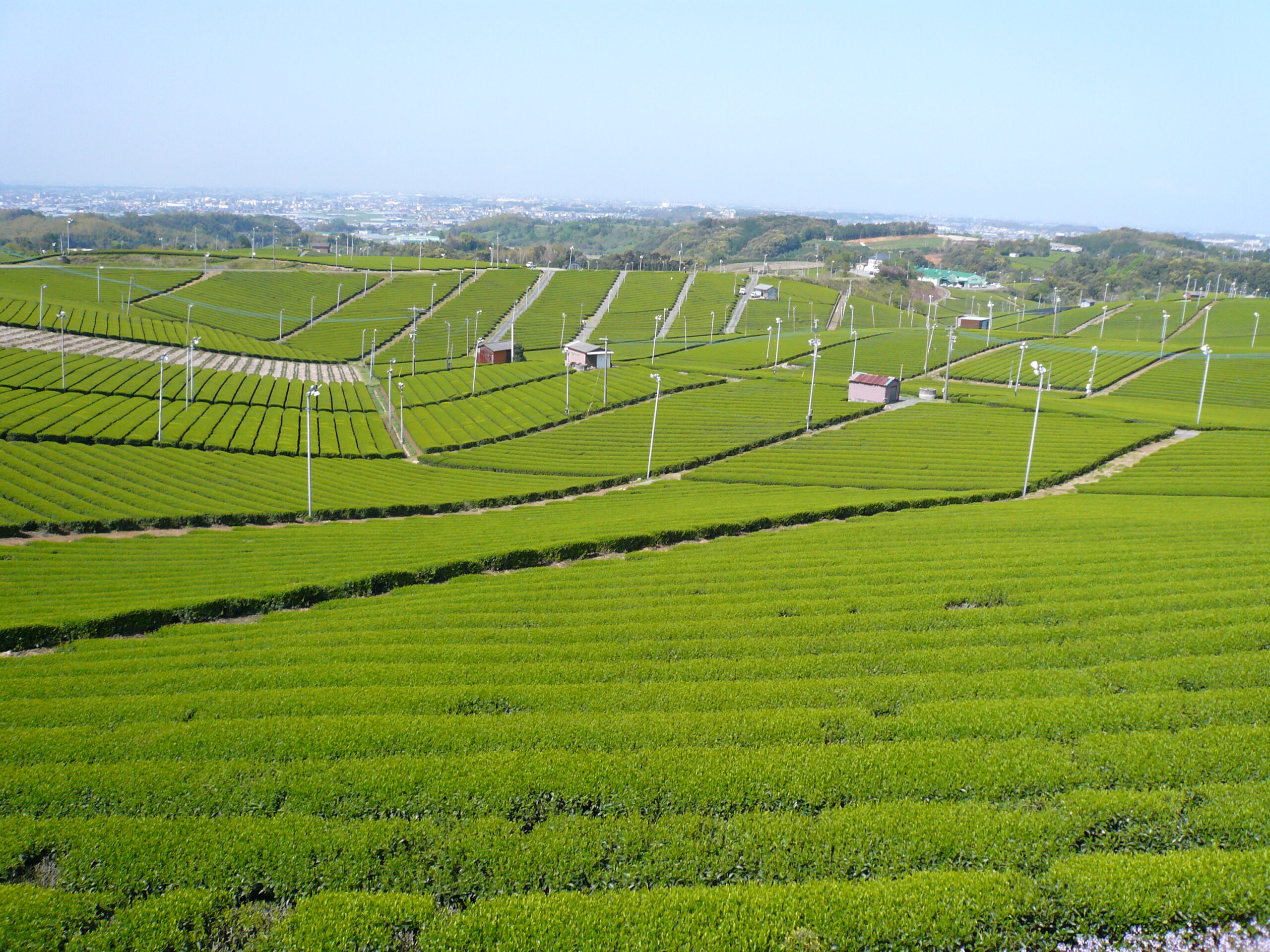 八女中央大茶園