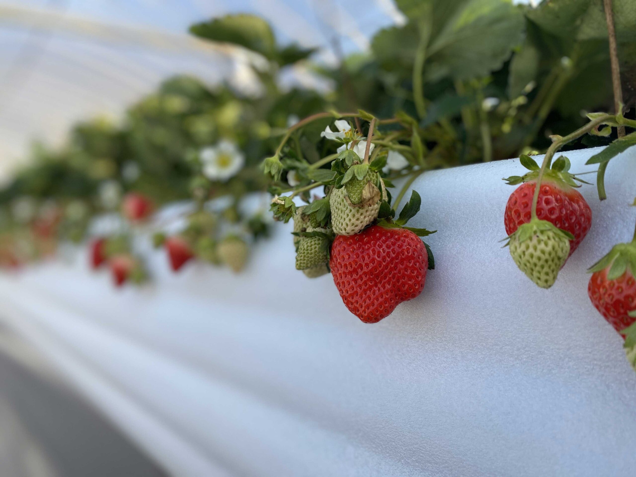 花祭いちごの谷