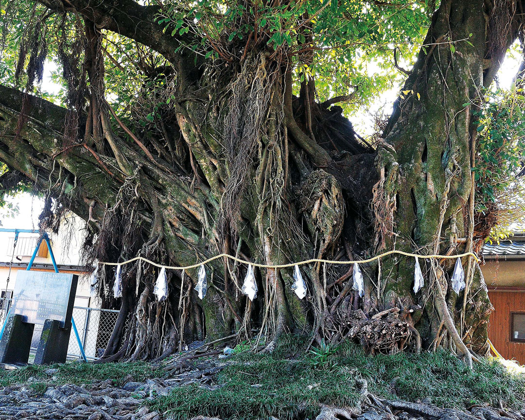 永目神社のアコウの木