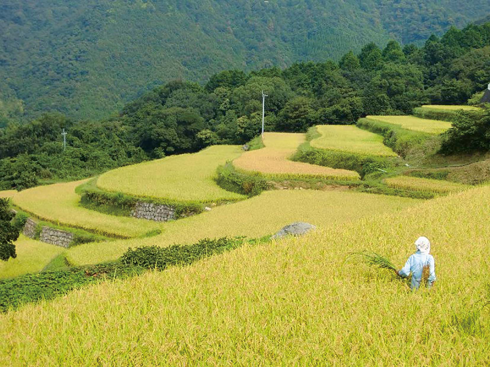 大作山の千枚田